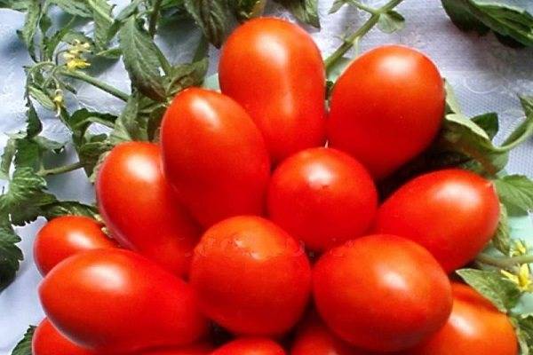 Как выбать лучшие ранние сорта помидоров для украины для рассады