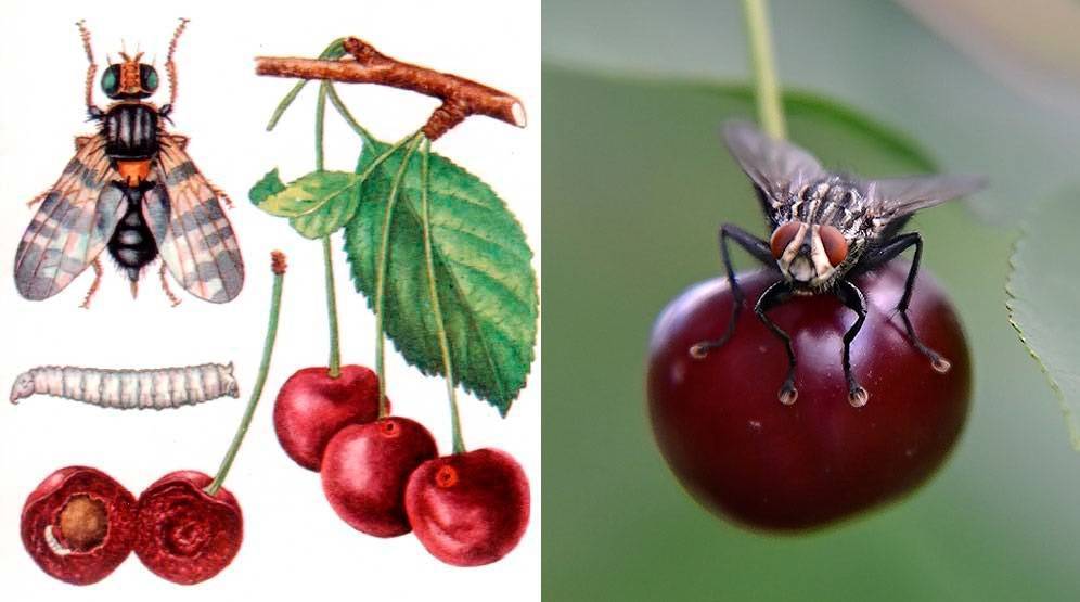 Меры борьбы с вишневой мухой: сроки обработки, какими методами можно избавиться на черешне