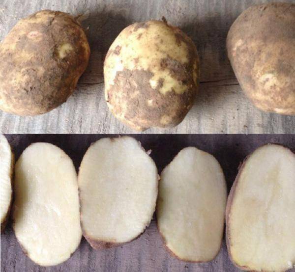 Картофель колобок: характеристика и описание сорта, фото, отзывы