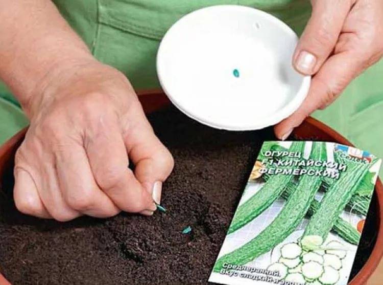 Как замочить семена огурцов перед посадкой — особенности процедуры, советы садоводов как правильно замачивать семена перед высадкой