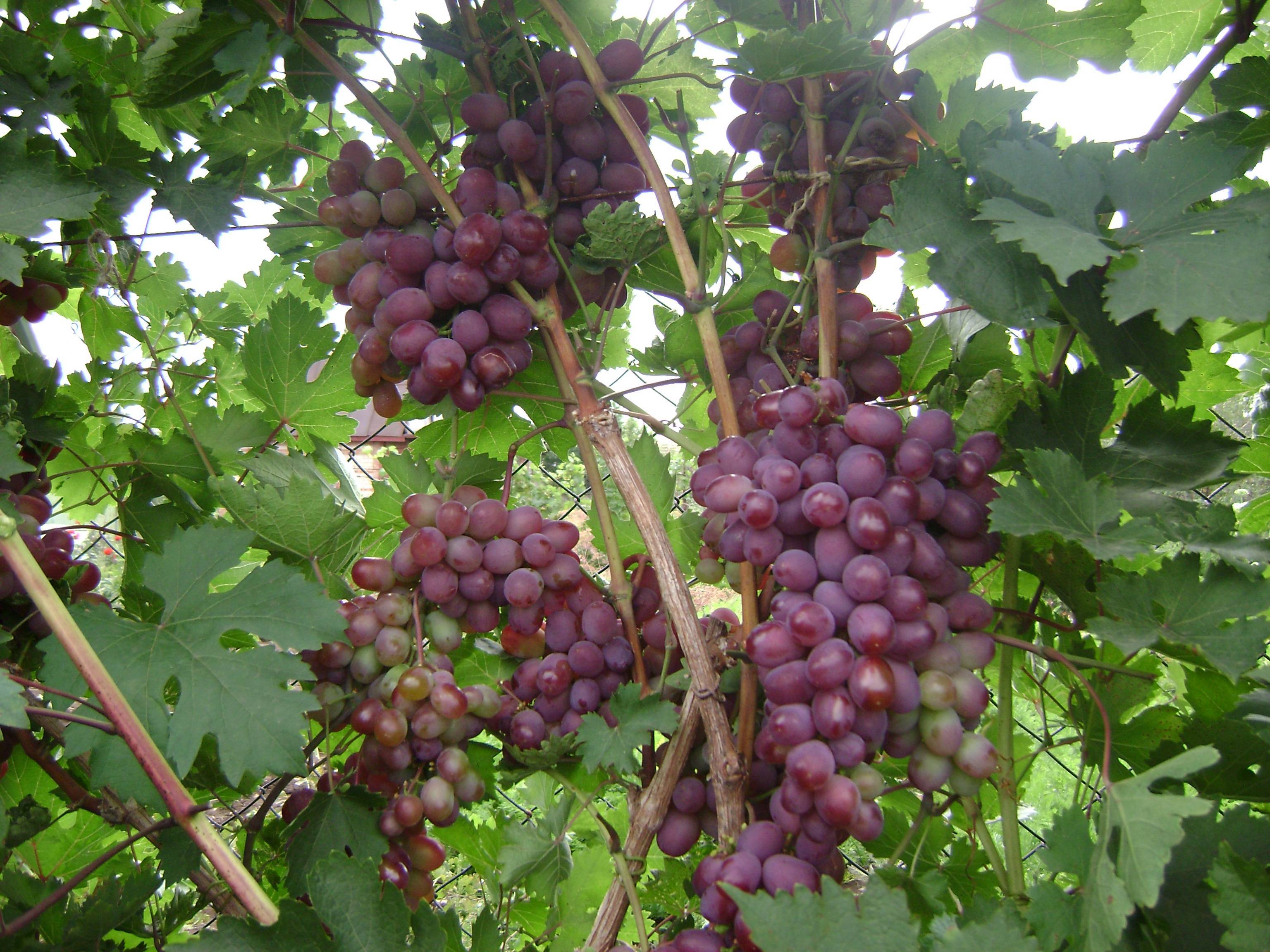 Виноград виктория, описание