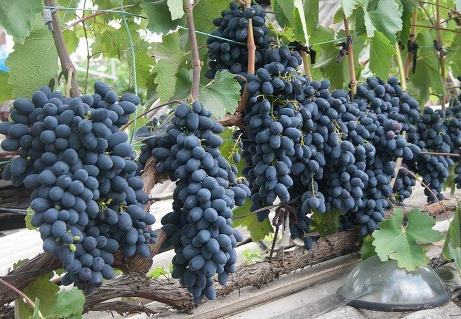 Виноград надежда азос: описание сорта, характеристики, уход и выраживание, отзавы