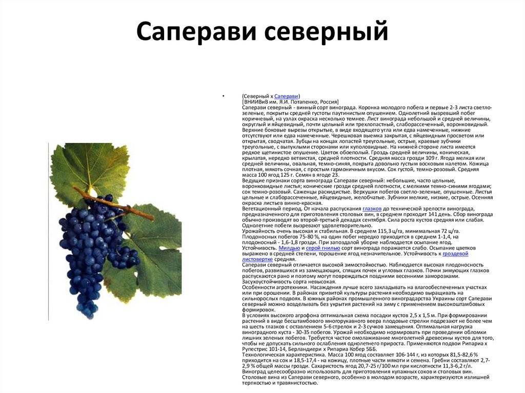 Виноград и вино санджовезе (sangiovese) – alcoreviews.ru