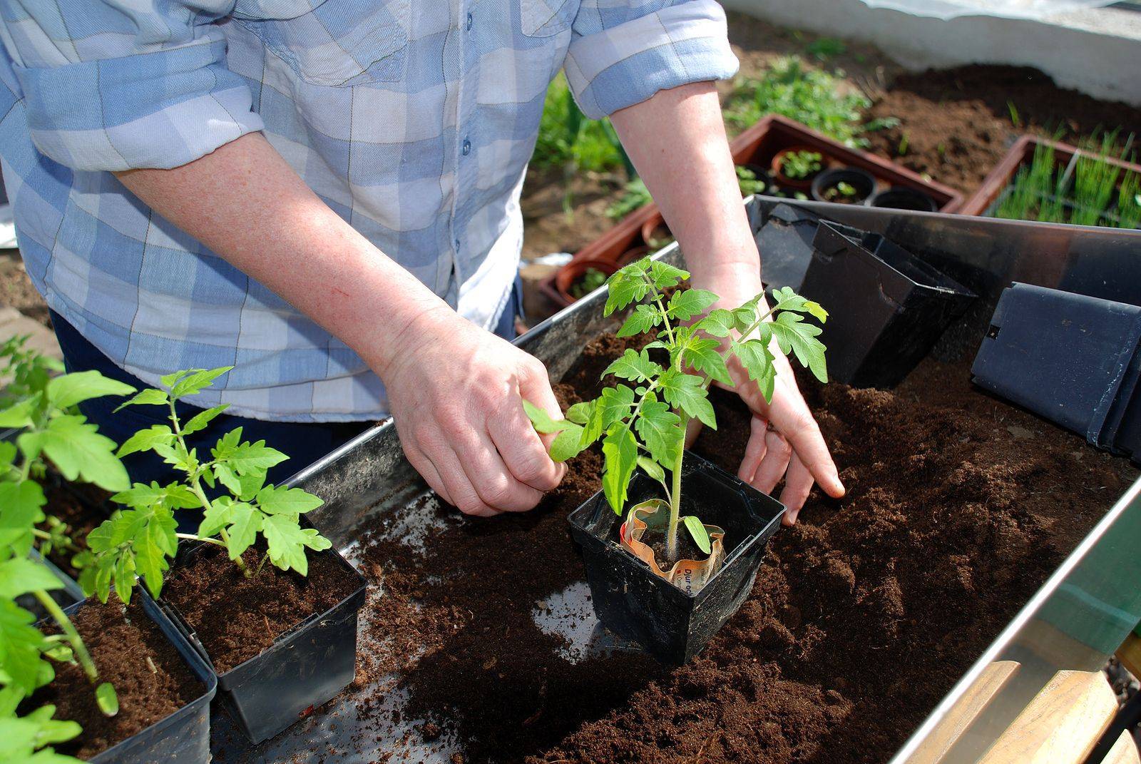 Помидоры на подоконнике: выращивание, как посадить правильно дома на рассаду, сорта