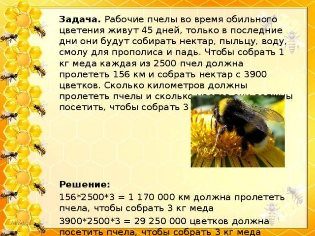 Сколько стоят пчелы: средняя стоимость пчелосемьи и улья