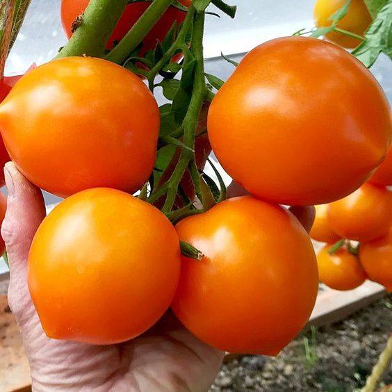Лучшие индетерминантные сорта томатов