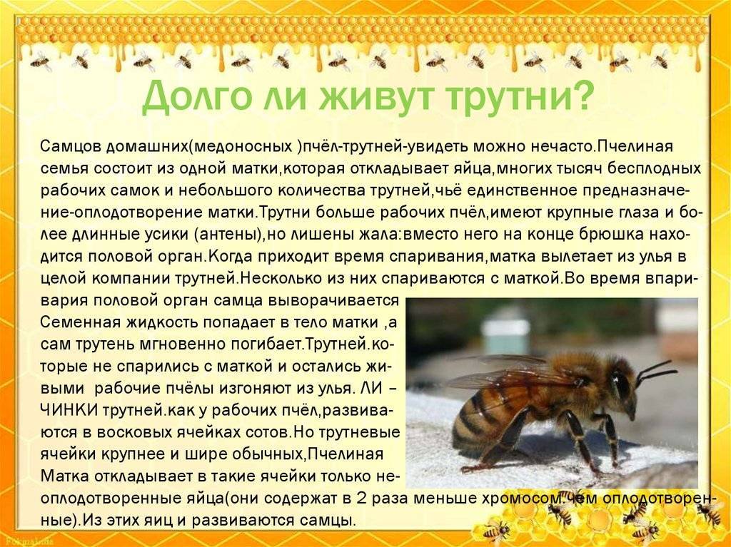 Сколько живет пчела: матка, трутни, рабочие особи, факторы