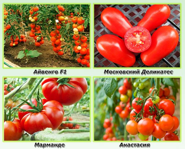 Томат "айвенго" f1: описание плодов помидоров, фото сорта, страна происхождения, урожайность, а также достоинства