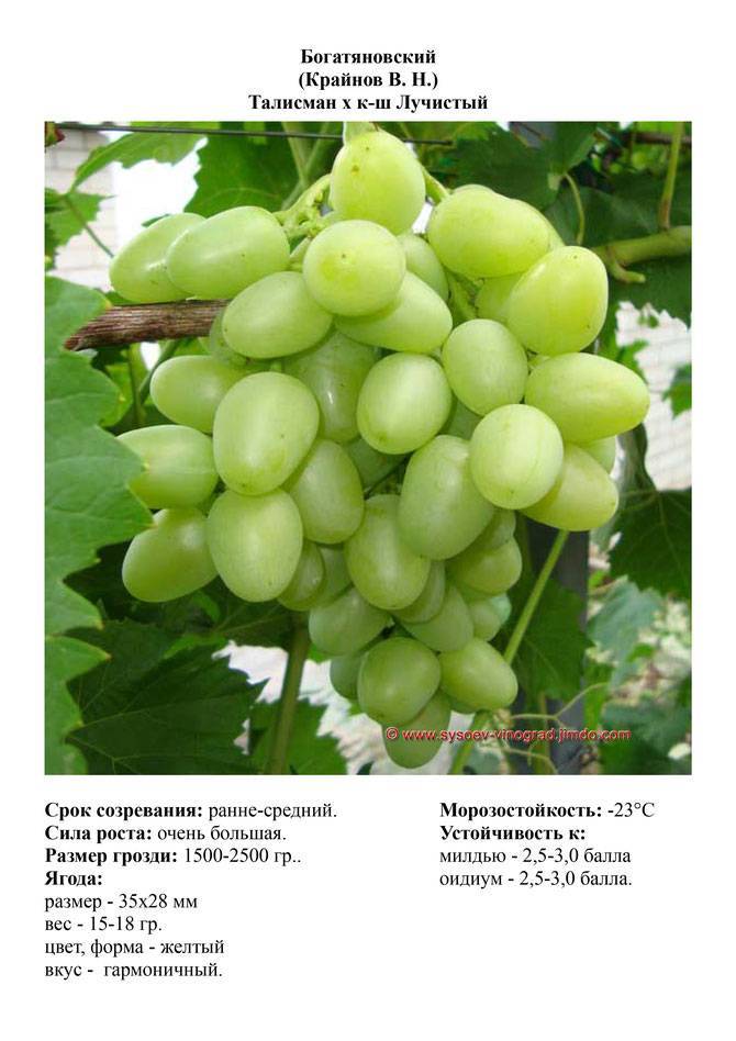Виноград "богатяновский": описание сорта, фото, отзывы
