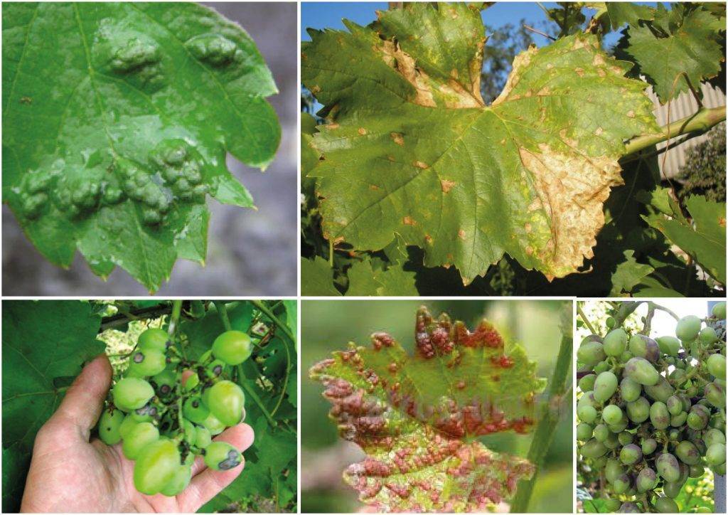 Распространенные болезни винограда: описание с фотографиями
