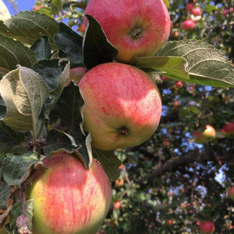 Сорт яблок анис: фото, описание, виды, вырщивание