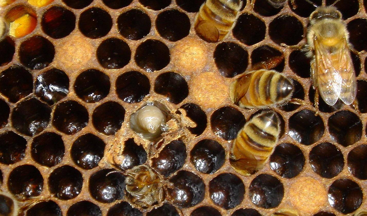 Как размножаются пчёлы | пикабу