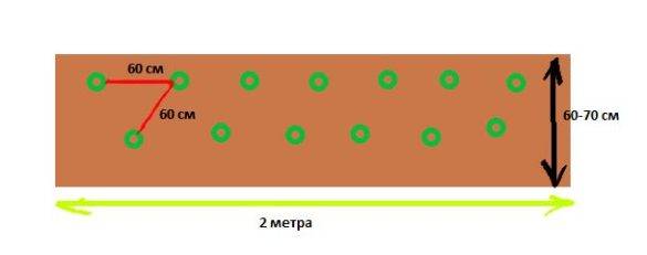 Схема посадки огурцов и урожайность: оптимальные варианты для выращивания в теплице и в открытом грунте