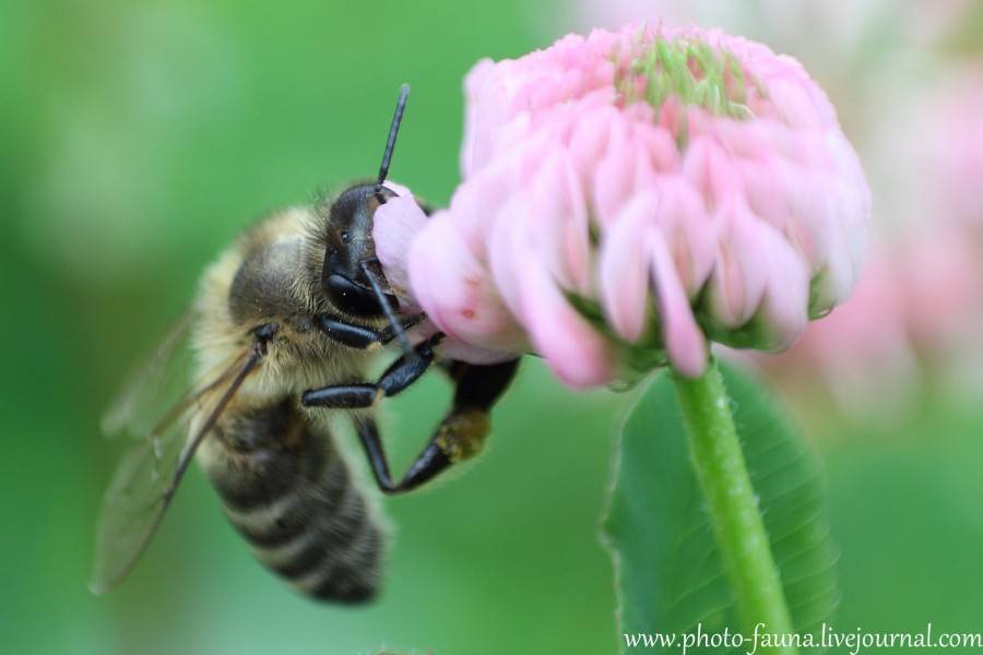Все о пчелах (интересные факты)