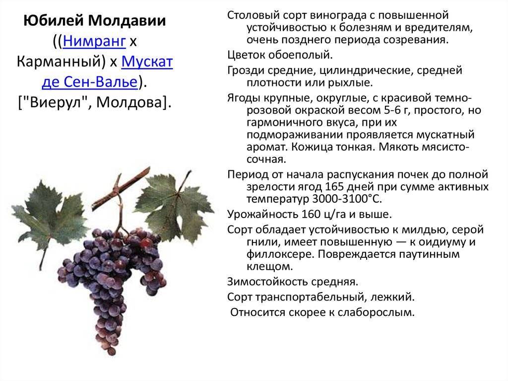 Описание сорта, отзывы и особенности выращивания винограда гарольд
