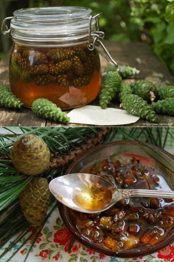 Сосновый мед: польза и вред, рецепты из шишек, побегов и почек