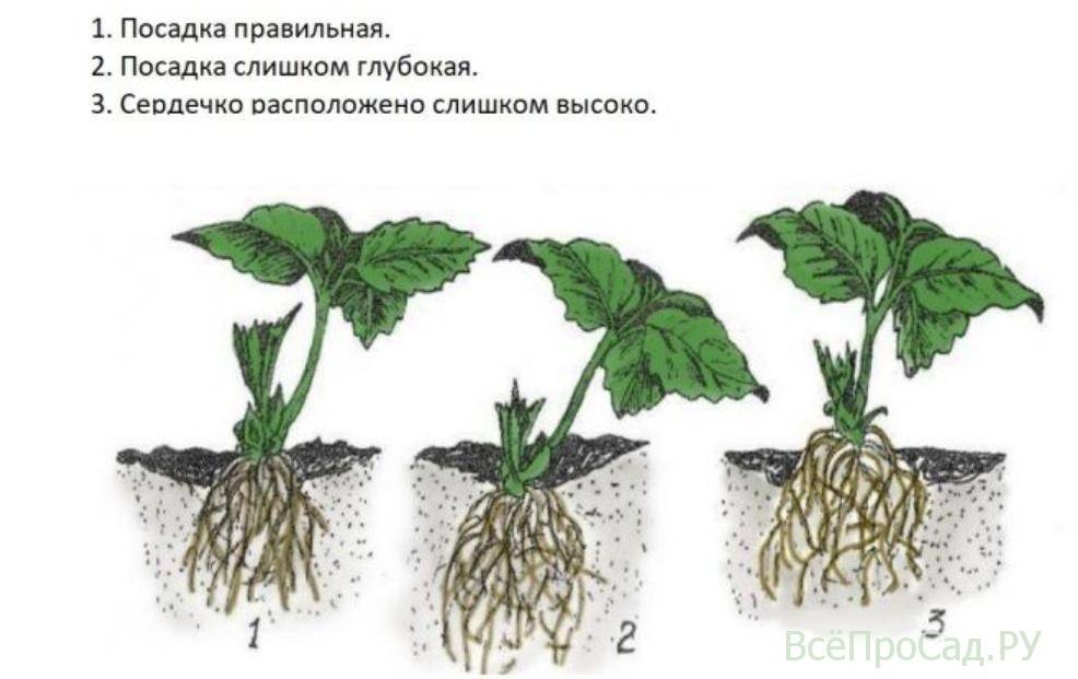 Когда и как рассадить клубнику? выращивание и размножение клубники