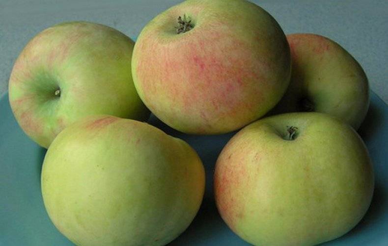 Описание и характеристика яблони сорта имрус