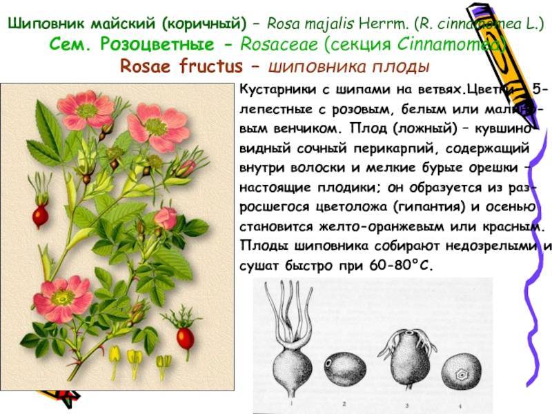 Шиповник собачий (роза Канина): описание внешнего вида и лечебных свойств