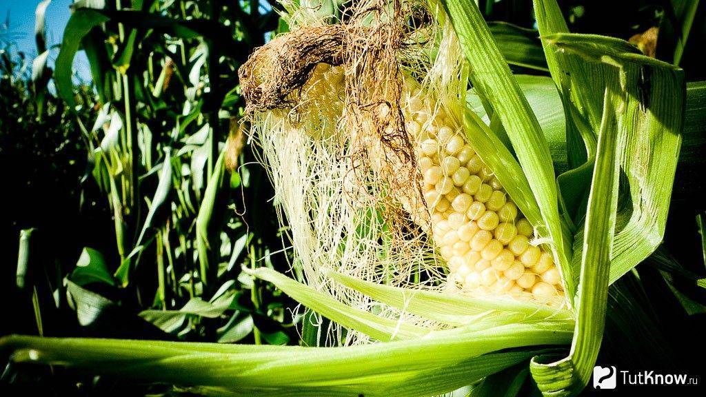 Кукуруза сбор урожая. Кукуруза. Кукуруза в огороде. Кукуруза на грядке. Кукуруза растет на грядке.