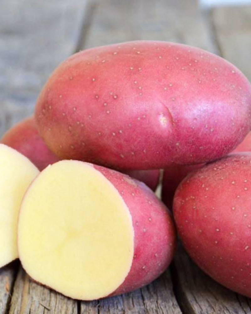 Картофель рокко - один из лучших сортов импортной селекции, фото, отзывы и особенности выращивания сорта