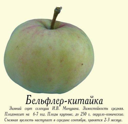 Описание сорта яблони бельфлер: фото яблок, важные характеристики, урожайность с дерева