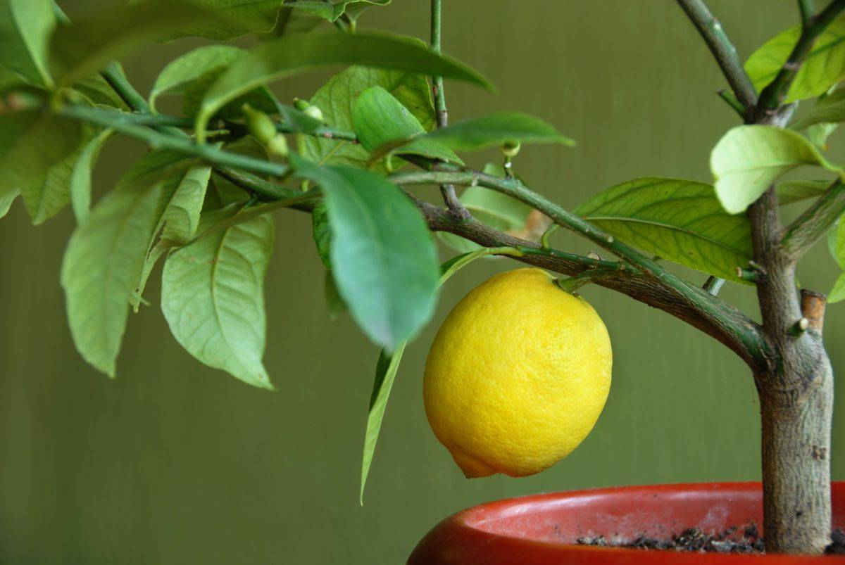 Почему не цветет лимон в домашних условиях и как заставить его цвести?