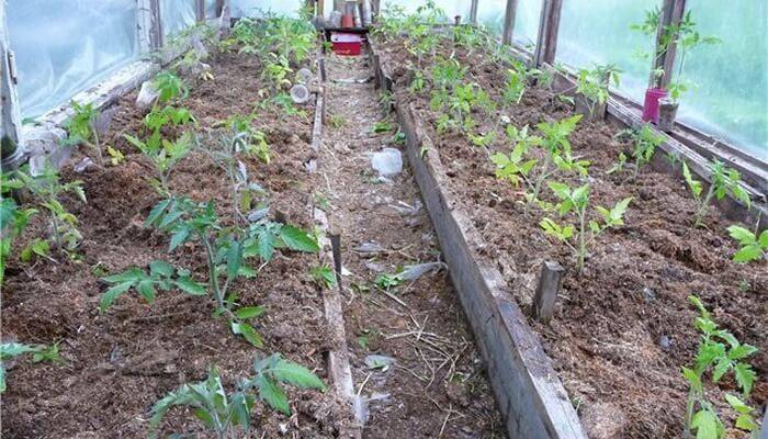 Томаты из семян: как вырастить томаты без рассады? секреты, особенности и правила посева семян прямо в почву | огородники
