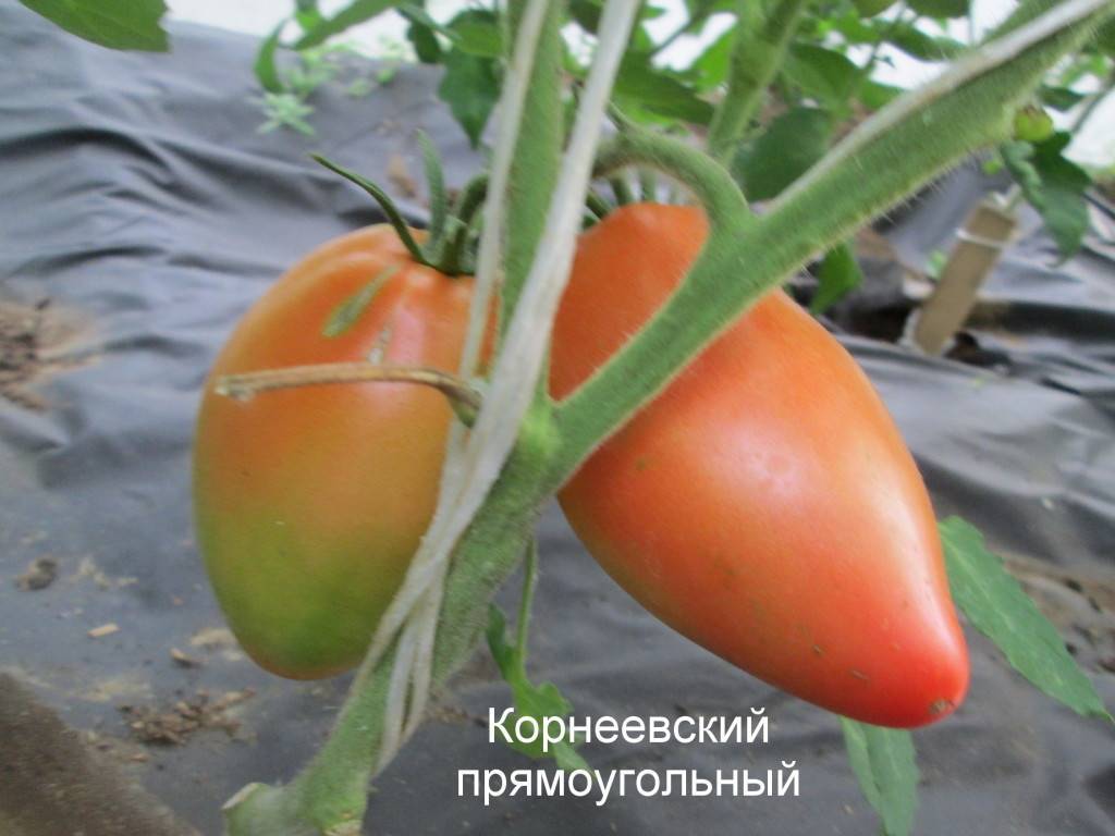 Описание томата корнеевский, его характеристики и правила выращивания