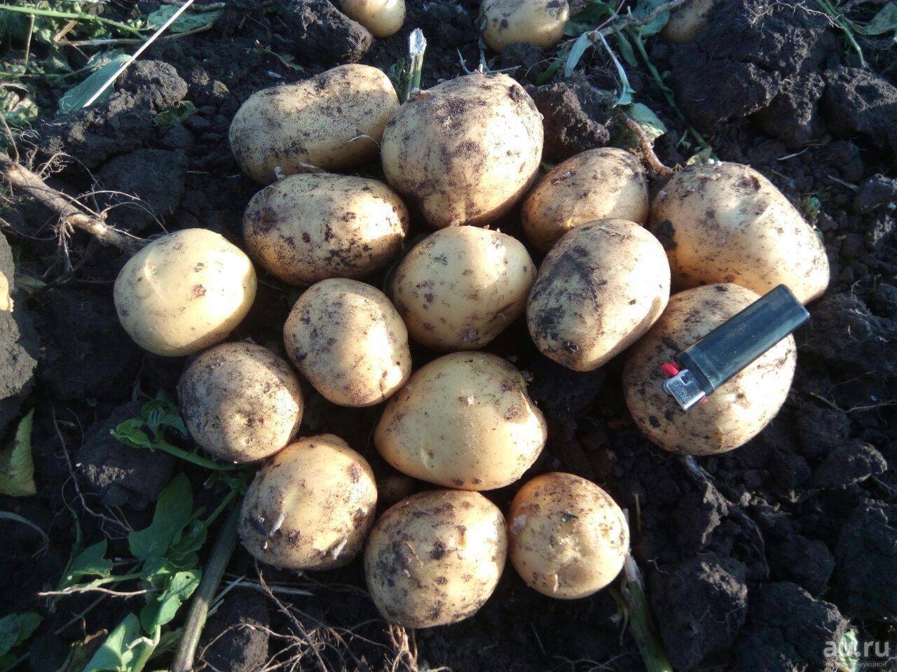 Картофель гала: описание сорта, фото, выращивание, отзывы