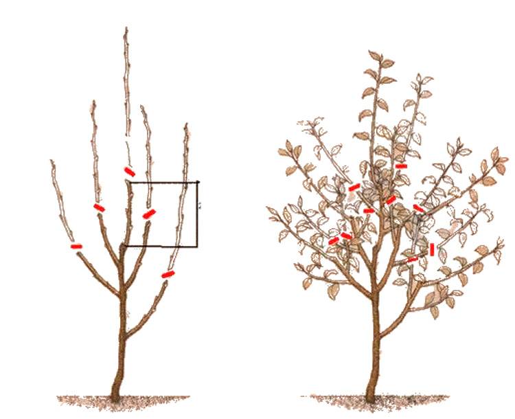 Правильная обрезка яблонь, кроны деревьев, как правильно сделать?