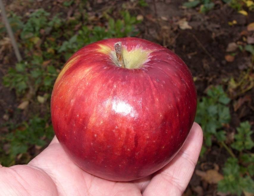 Секреты успешного выращивания яблони «беркутовское»