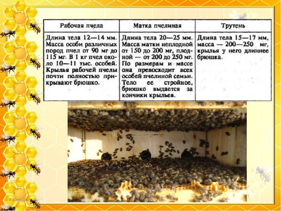 Годичный цикл жизни пчелиной семьи. пчелы