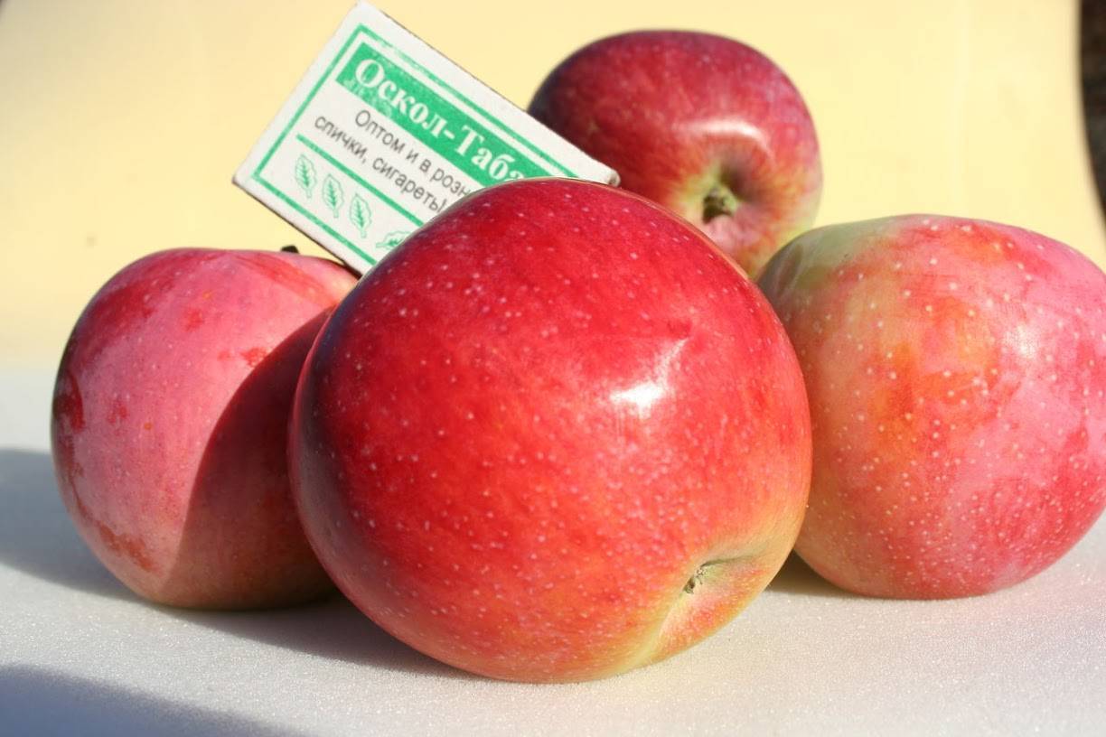 Яблони - описание, посадка, уход, как выбирать саженцы яблонь