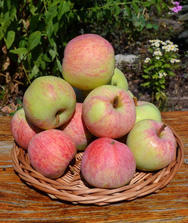 Описание сорта яблони яблочный спас: фото яблок, важные характеристики, урожайность с дерева