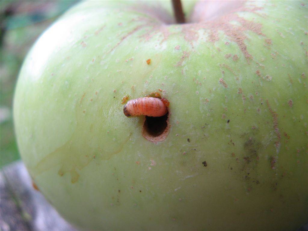 Обработка яблонь от вредителей и от болезней: что нужно знать садоводу