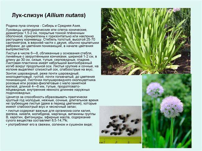 Лук-слизун: выращивание и уход :: syl.ru
