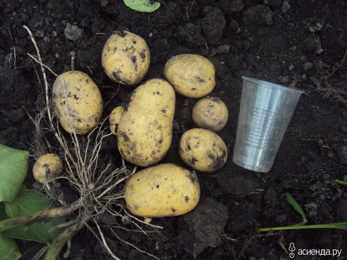 Характеристика, описание, урожайность, отзывы и фото сорта картофеля «зекура».