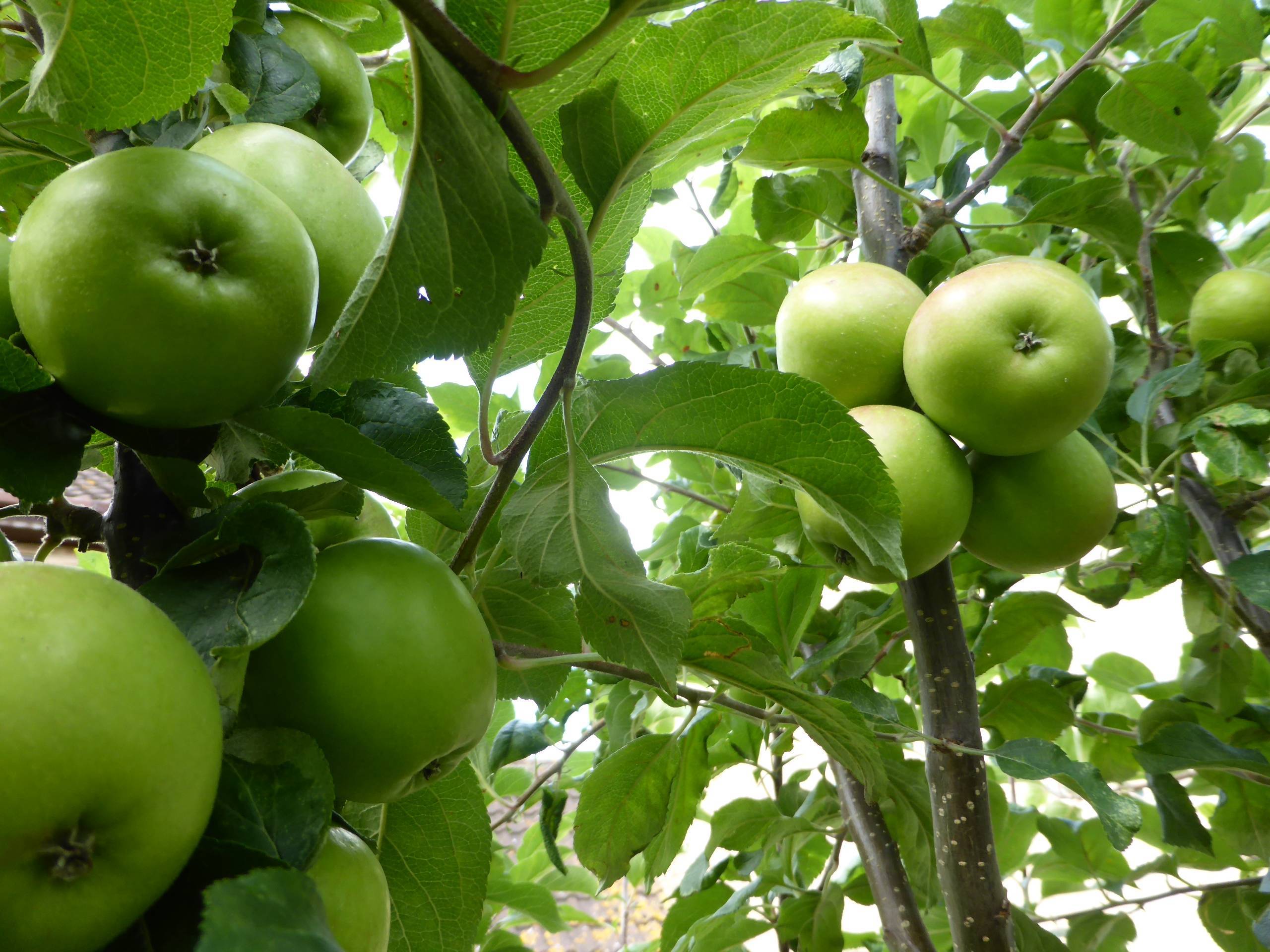 Яблоня гренни смит ? : характеристики, описание сорта, фото | qlumba.com