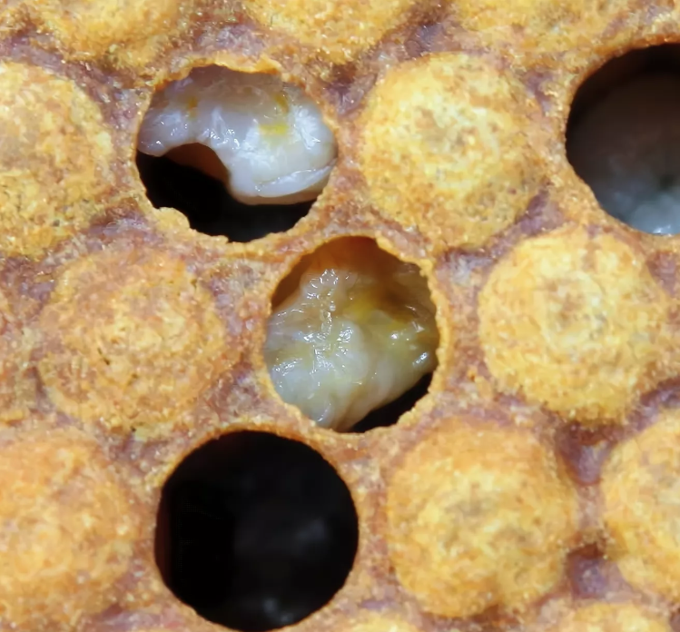 4 болезни пчел - студизба