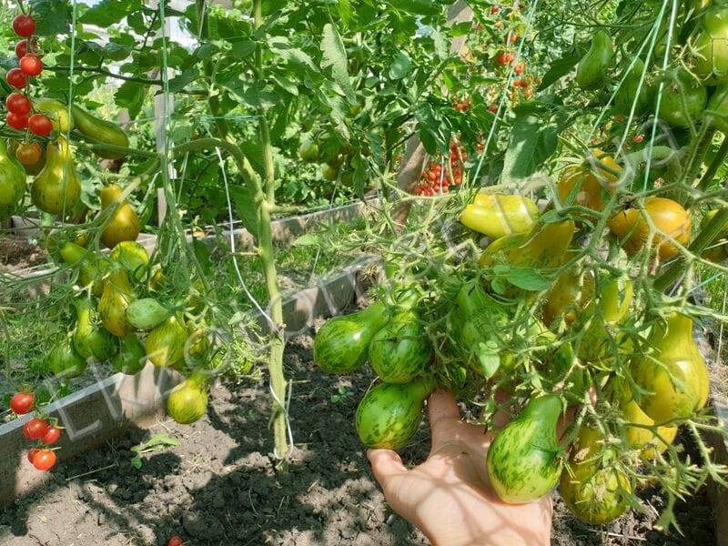 Удивительный сорт с причудливой формой и цветом — томат майкл поллан: описание помидоров и советы по выращиванию
