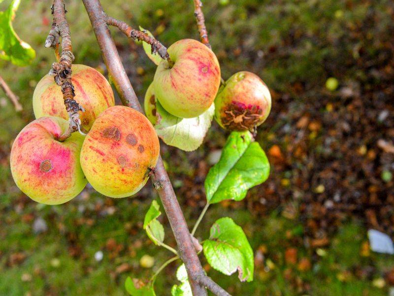 Как плодоносит яблоня после посадки: на какой год и сколько раз
