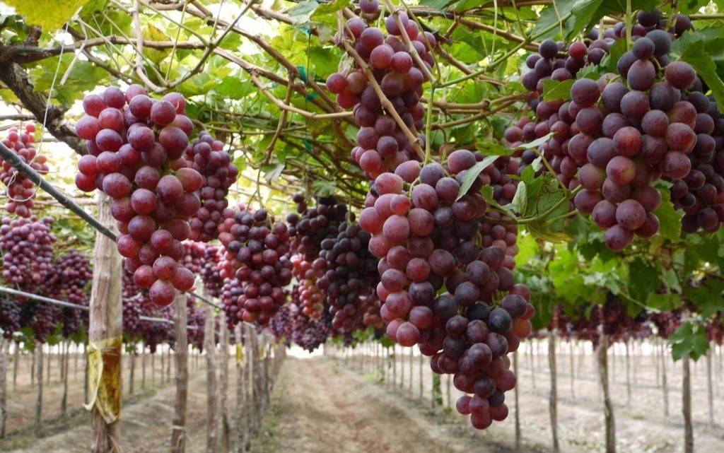 Популярный виноград «подарок несветая» с ранним сроком созревания и особым вкусом