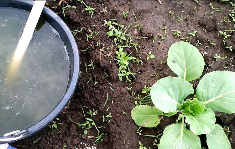 Как часто поливать капусту в открытом грунте: сколько раз и какой водой