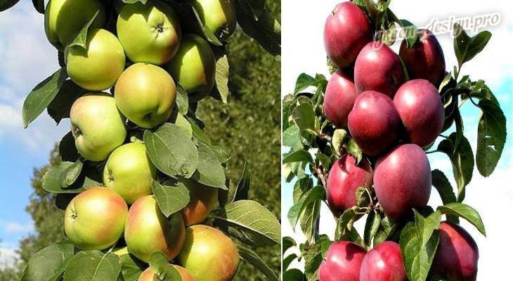 Колоновидная яблоня медок: выращивание и уход