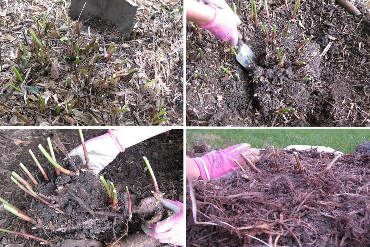 Пересадка пионов осенью: как правильно выкопать куст, поделить и посадить на новое место
