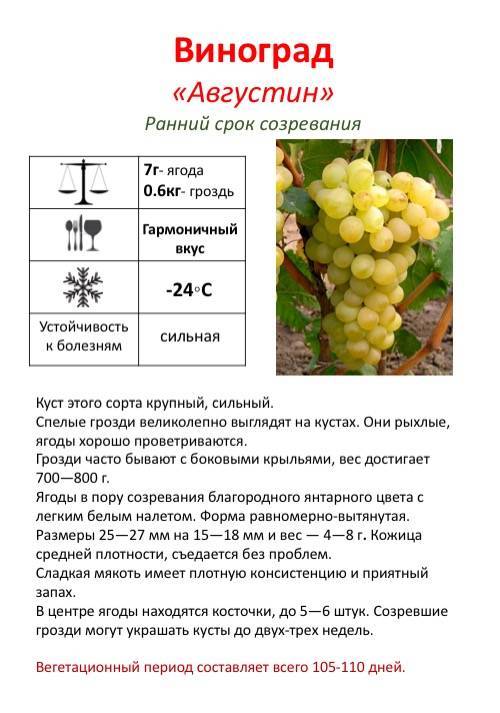 Виноград августин: подробное описание и характеристики сорта, особенности посадки и ухода + отзывы виноградарей
