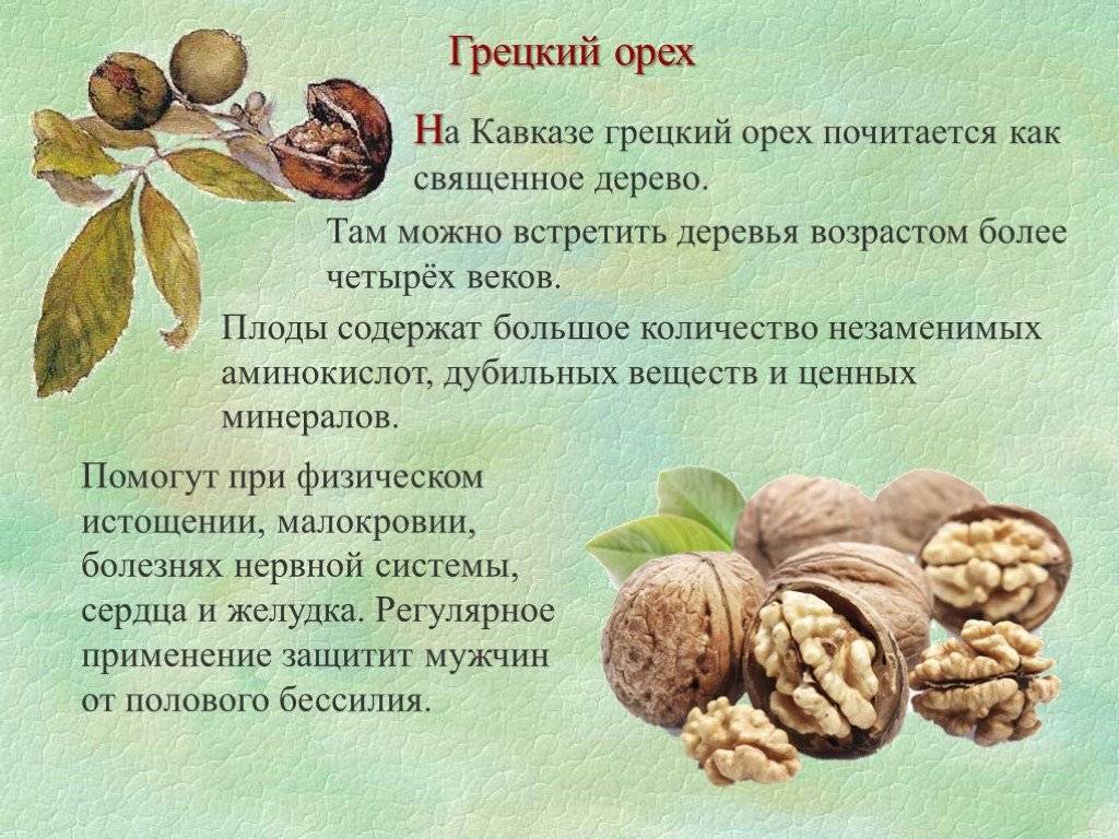 Польза и вред грецких орехов для организма, противопоказания