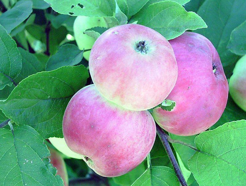 Яблоня июльское черненко описание и характеристики сорта выращивание и уход