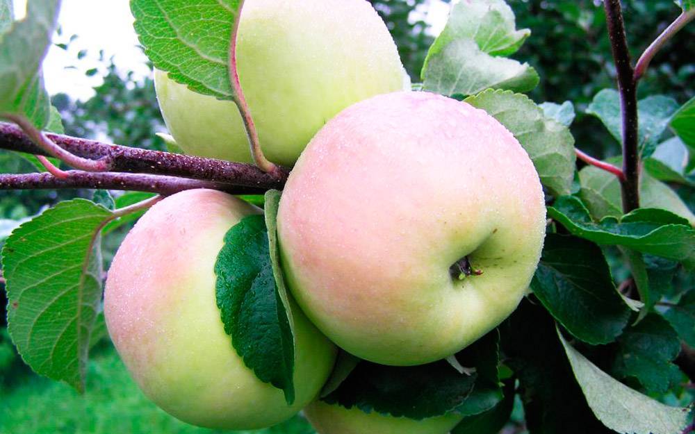 Зимние сорта яблок: названия, описание, фото - homeli.ru